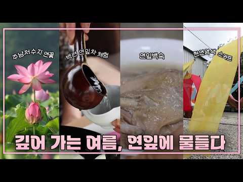 깊어 가는 여름, 연잎에 물들다 | 생생투데이 사람과 세상 (KBS 2026.07.17.금 방송)