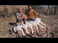 Chasse printanire de loie des neiges 2024spring snow geese