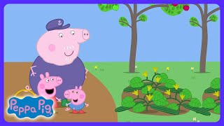 Peppa Pig - Pyszna sałatka u dziadków! | Bajki dla dzieci | WildBrain Laboratorium Nauki
