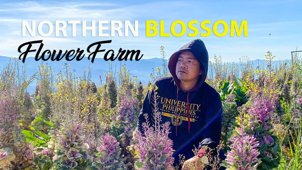 Northern Blossom Flower Farm in Atok, Benguet YouTube