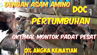 Inilah rahasia mengoptimalkan pertumbuhan menekan angka kematian doc
