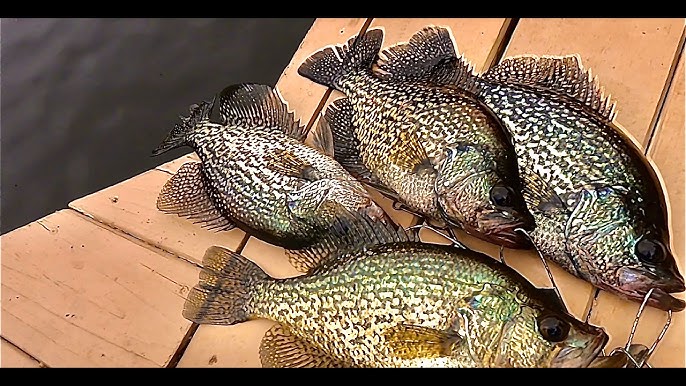 Crappie Fishing With Worms - Common Fishing Misconceptions 