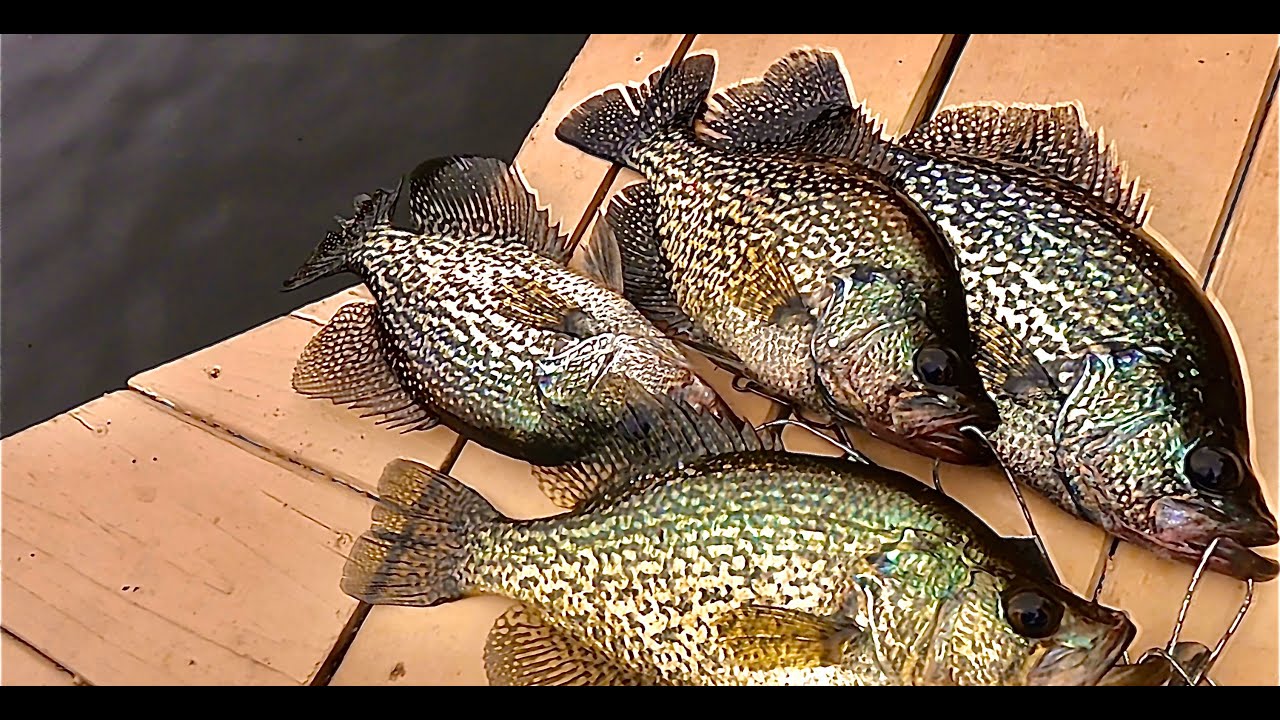 Crappie Fishing with A Bobber and Live Worms ! ! ! 