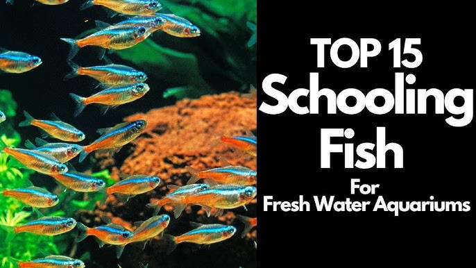 Here's The Top 21 Small Freshwater Fish 