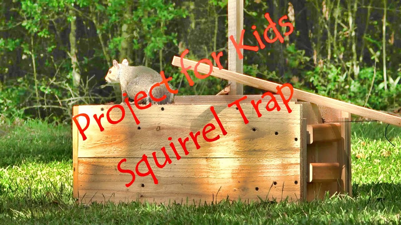 DIY Catch and Release Squirrel Traps 