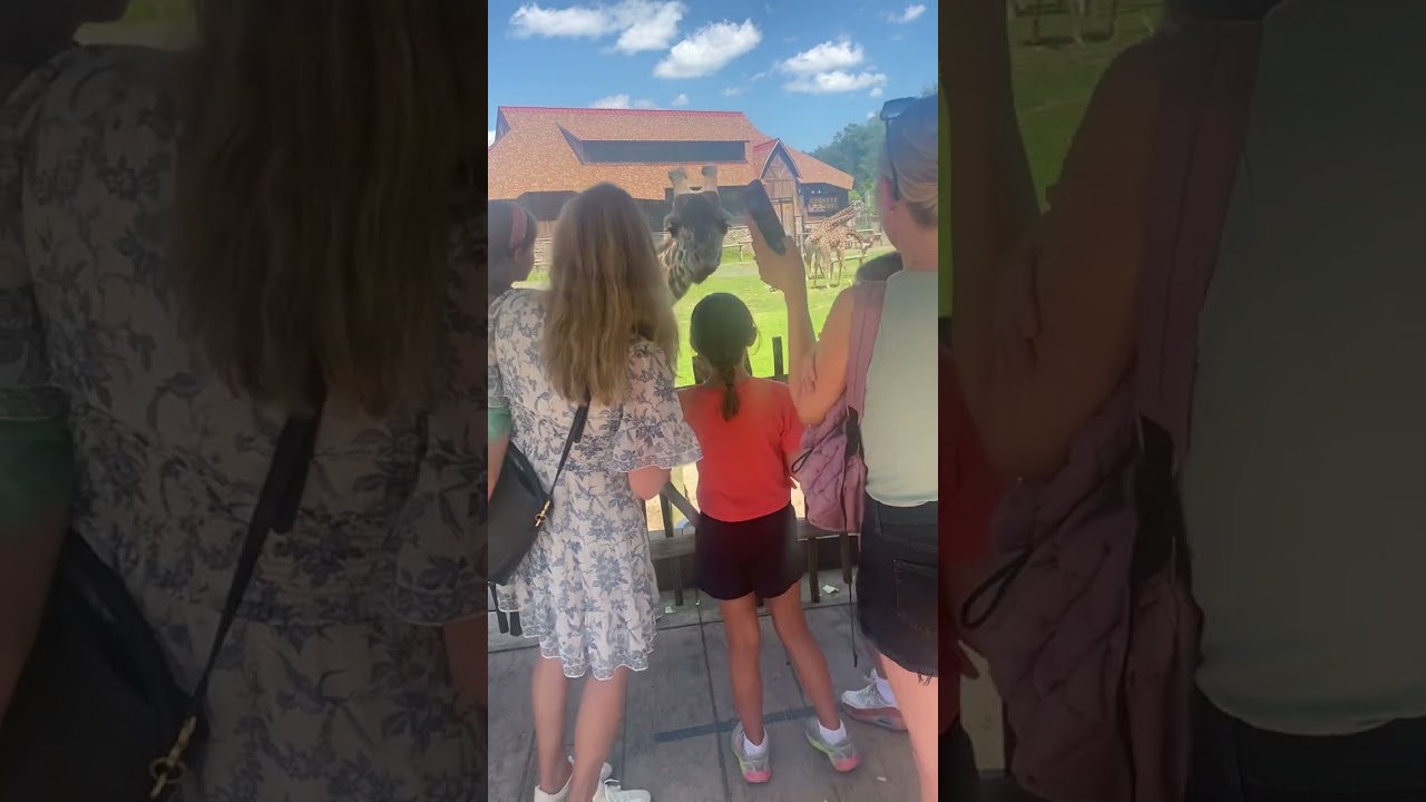 Turtle Back Zoo Giraffes 🦒7/19/24, West Orange NJ.