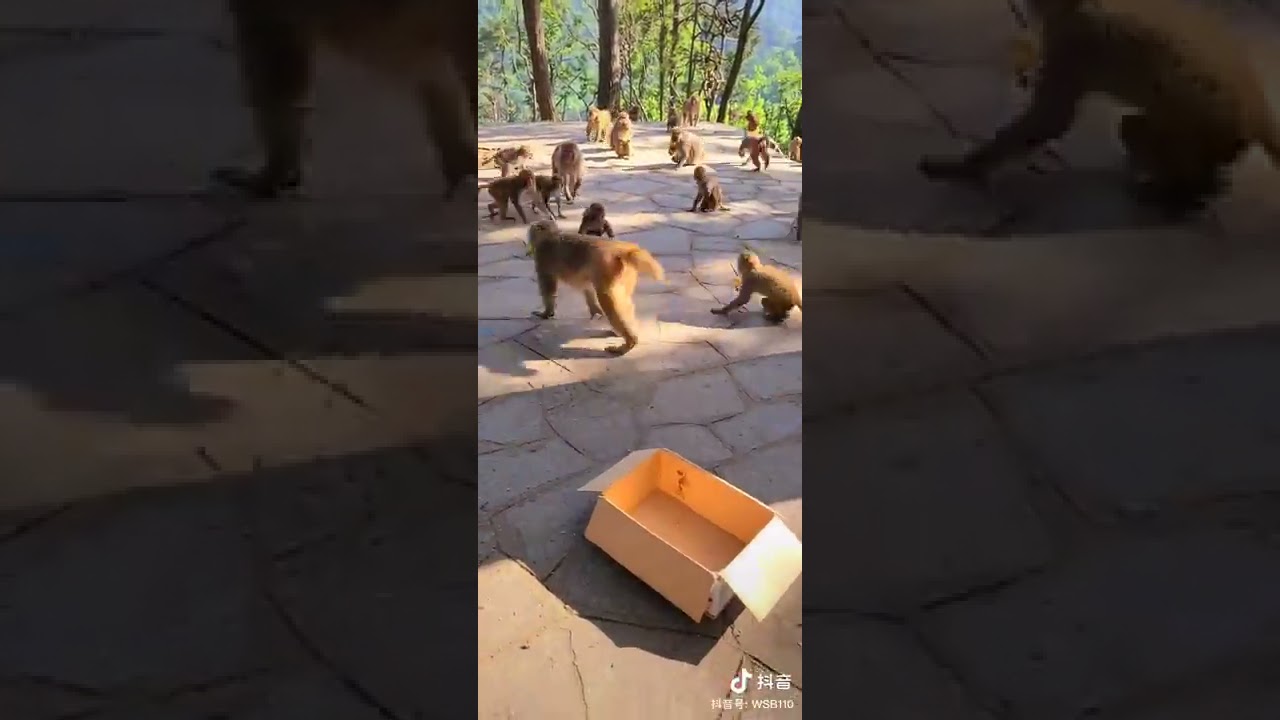 So cute baby monkey 2021 near 2022