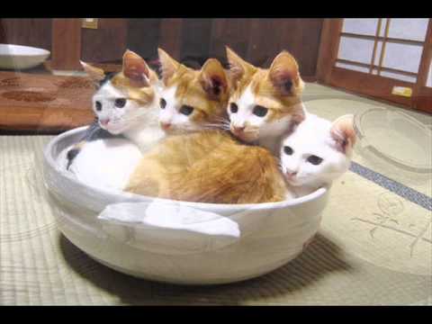 ねこ鍋シーズン１ 0001 Wmv Youtube