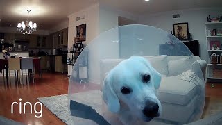 45 Minutes Of Funny And Cute Pets On Ring Ringtv