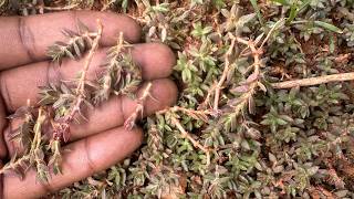 Muwala Tokiriza Musajja Kuzinira Bwerere Kozesa Bwanda Akuwe Sente.
