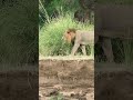 LIONS in the WILD! New Membership Video Out Now! #cat #wildlife #nature