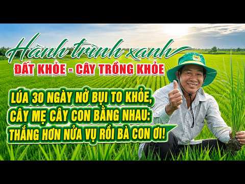 Hành Trình Xanh | Bí Quyết Kích Lúa Đẻ Nhánh Kín Ruộng, Cây Mập Khỏe Ở An Giang 🌾