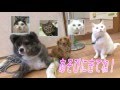 岡崎市（公式）/動物総合センターAnimo（あにも）センター犬・猫