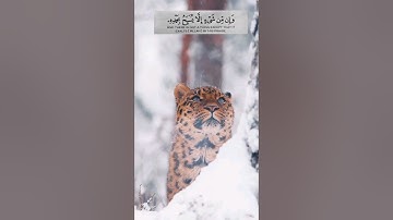 وَإِنْ مِنْ شَيْءٍ إِلَّا يُسَبِّحُ بِحَمْدِهِ ||❤|| سورة الإسراء - الآية 44✨