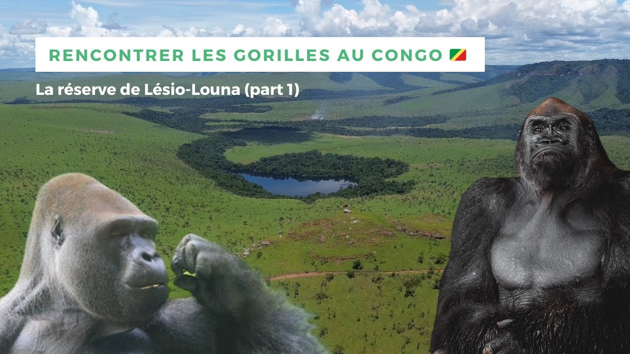 Voir Les Gorilles à Dos Argentés au Congo 🇨🇬 Dans La Réserve de Lésio-Louna (Part 1)