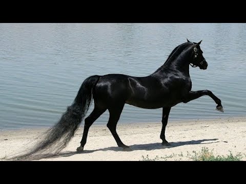 Video: Albino Horse Breed Hypoallergenic, Health And Life Span