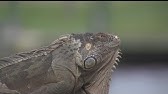 Iguana wrangler traps invasive reptiles across South Florida - YouTube