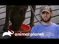 Comida casera para perros | Pit Bulls y convictos | Animal Planet