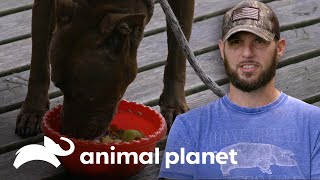 Comida casera para perros | Pit Bulls y convictos | Animal Planet