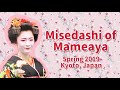 Misedashi of Mameaya - Spring 2019 in Kyoto, Japan ~ まめ彩さんの見せ出し