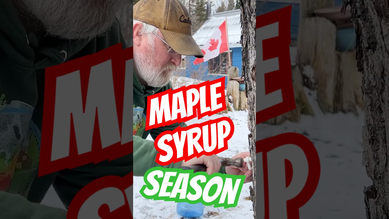 True Canadian Maple Syrup