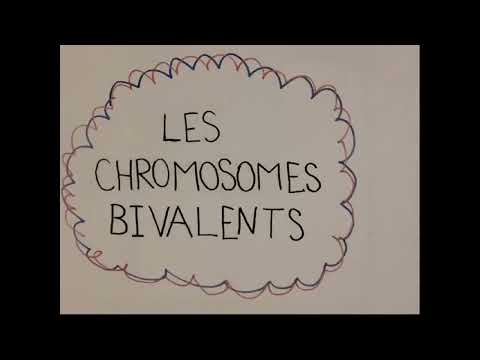 Vidéo: Qu'est-ce qu'un chromosome bivalent ?