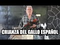 El gallo  espaol entrevista con el ingeniero jose elias salado