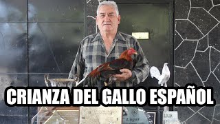 EL GALLO  ESPAÑOL, ENTREVISTA CON EL INGENIERO JOSE ELIAS SALADO