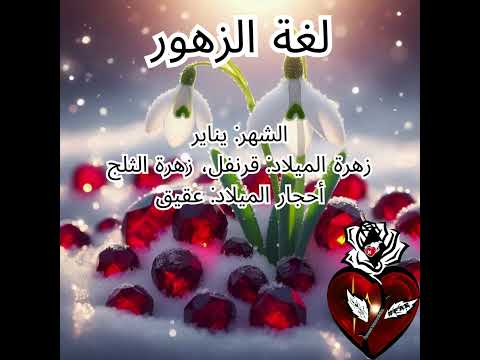 زهرة عيد ميلاد اليوم يناير قطرة الثلج لغة الزهور