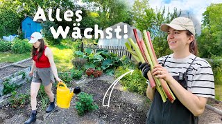 Mein Garten erwacht zum Leben 🌱 🍓 Erdbeeren, Tomaten & große Pläne | Kleingarten Vlog TEIL 3