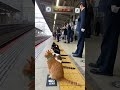 猫の通勤ラッシュ…駅員さんも困惑🐱🐱🚃 #cat #station #train #funny #japan @chiero_piero
