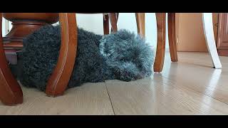 Sleepy Puppy Fights The Zzzzs Fail