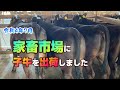 家畜市場に子牛を出荷しました
