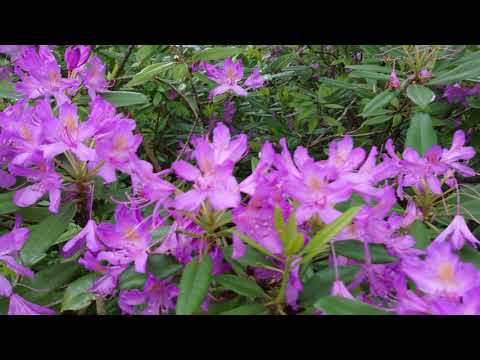 the-garden-of-hamburg-4k-loki-schmidt-garten-june-2020