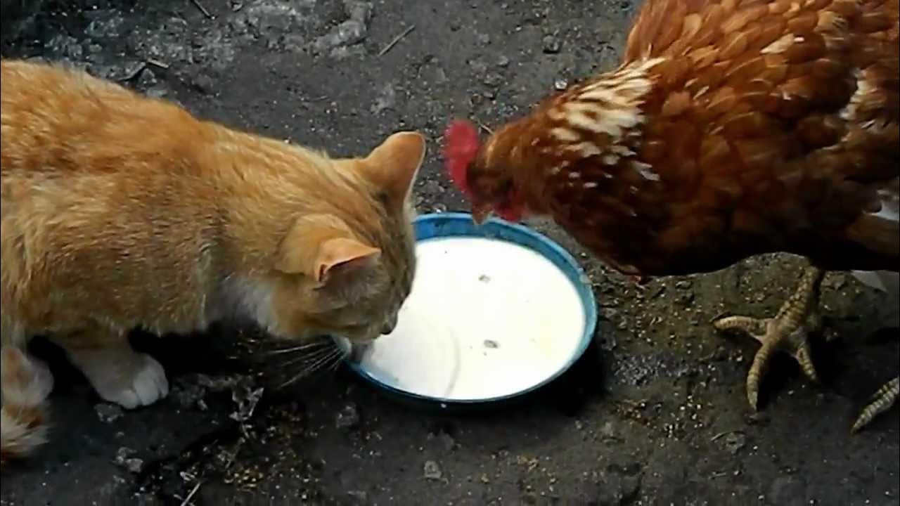 Курицам можно молоко. Кот и курица. Кот Курочка. Кошка с цыплятами. Котик и Курочка.
