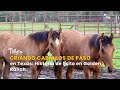 Criando Caballos de Paso en Texas: Historia de Éxito en Golden Ranch - TvAgro por Juan Gonzalo Angel
