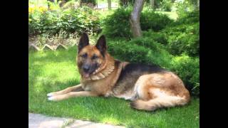 Meti Meridian Von Lohngarten In Memoriam 2000 05 31 2015 01 01