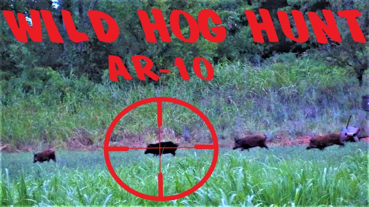 ДИКИЕ КАБАНЫ С AR10!