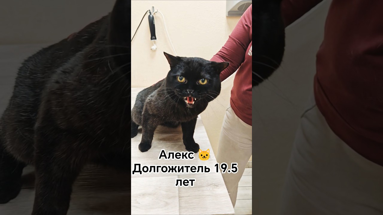 Долгожитель 19.5 лет, Алекс 🐱Дома самый милый кот на свете, говорят! 