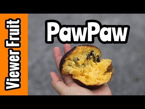 Viewer Fruit! Tasting PawPaw with Robert and Har