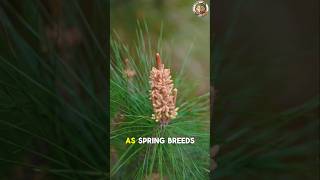 A Traditional Mountain Pine Pollen Dessert #pine #pollen #desert