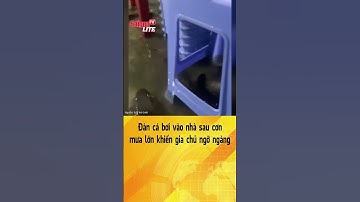 Đàn cá bơi vào nhà sau cơn mưa lớn khiến gia chủ ngỡ ngàng | Tin tức short