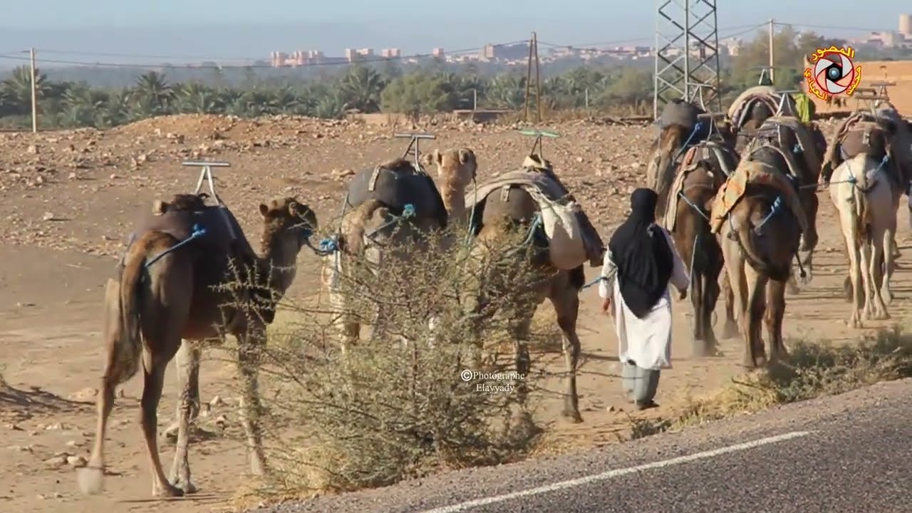 قافلة للجمال بمدخل مدينة زاكورة