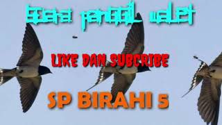 SUARA PANGGIL WALET || SP BIRAHI 5