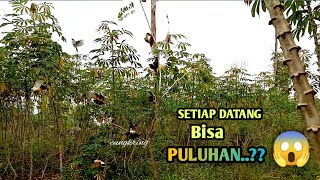 WOW..‼️ Mikat kutilang di tempat ini, Sekali datang seperti Hujan burung , Tapi kenapa jadi begini??