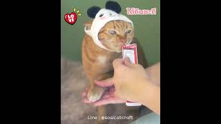 แมวไม่ถูกใจสิ่งนี้ (แมวงอน) by Sasi Cat Craft 928 views 1 year ago 1 minute, 21 seconds