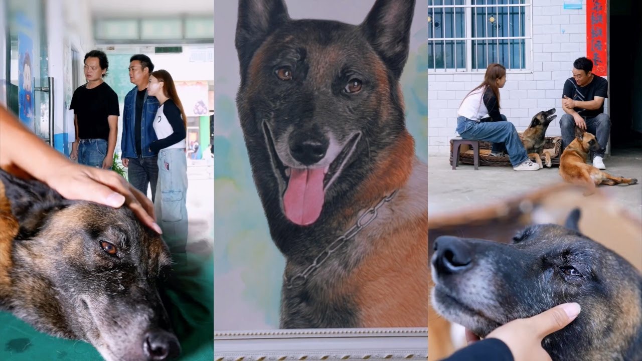 狗狗以为自己被主人夫妻抛弃而郁闷生病 【万物皆有灵】