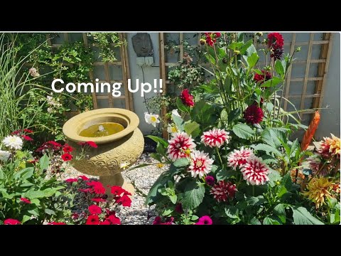 Colour for the adventurous Gardener