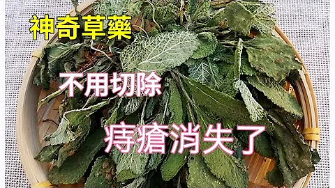 神奇草药！快速消肿止痛，痔疮消失了，不再复发！不用手术，亲身经历！ - 天天要闻