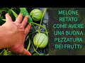Melone Retato Concimare e Irrigare nella prima fase di gestione